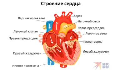 Атлас анатомии человека: учебное пособие для студентов учреждений среднего  профессионального образования. 7 -е изд. (Рудольф Самусев) - купить книгу с  доставкой в интернет-магазине «Читай-город». ISBN: 978-5-17-083947-6