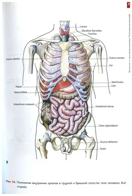 Картинки внутренности человека (43 фото) » Картинки, раскраски и трафареты  для всех - Klev.CLUB