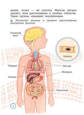 Расположение органов человека - красивые картинки (100 фото) • Прикольные  картинки и позитив