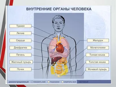 Медицинская анатомическая иллюстрация — история изучения тела человека в  атласах 5 столетий. Часть 1 / Хабр