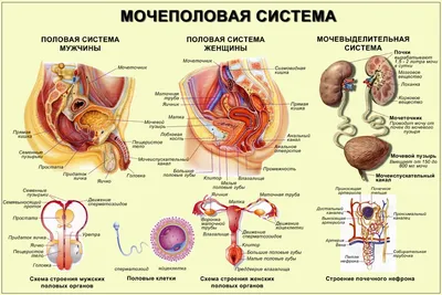 Мышцы человека: анатомия, строение, функции – Российский учебник