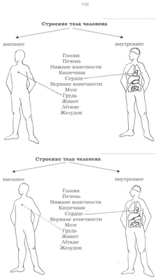 Сердце человека: где находится, как выглядит и работает, почему может болеть