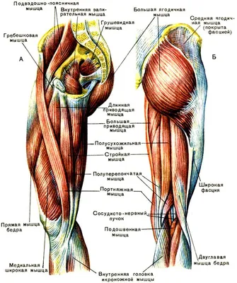 Бедро человека картинка