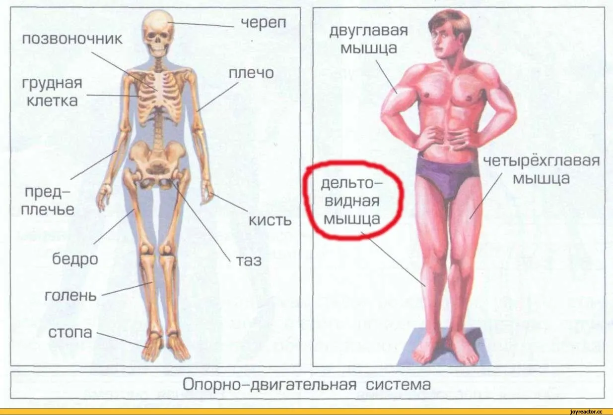 Части тела человека впр 4 класс окружающий