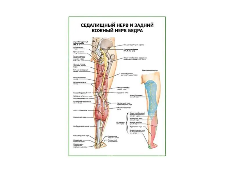Нервы седалищный бедренный. Задний кожный нерв бедра. Задний кожный нерв бедра анатомия. Задний кожный нерв бедра ветви. Бедренный нерв анатомия схема.
