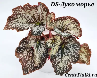 Бегония клубневая АмериГибрид Раффлд Лососевая Begonia tuberosa AmeriHybrid  Ruffled Salmon - купить семена цветов с доставкой по Украине в магазине  Добродар