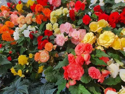 Бегония гибридная (Begonia x Hybrida Tophat) купить в Питомнике Вашутино  оптом и в розницу.