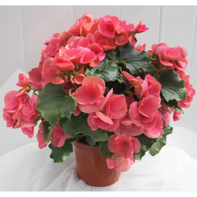 Бегония вечноцветущая (Begonia semperflorens) — описание, выращивание, фото  | на LePlants.ru