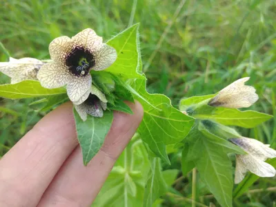 Белена чёрная (Hyoscyamus niger). Фото на сайте \"Грибы: информация и  фотографии\"