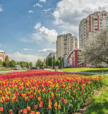 Белгород готовится к празднованию Дня города - Новости Белгорода