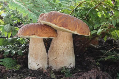 [74+] Белые грибы картинки обои
