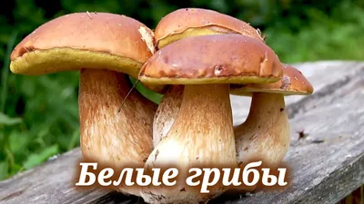 Купить белые грибы в Fruitonline