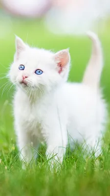 Белые котята картинки обои