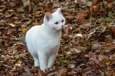 Только у нас есть белые котята! Белее нигде не найдёте ! Белоснежные  шотландские котята - 2месяца.