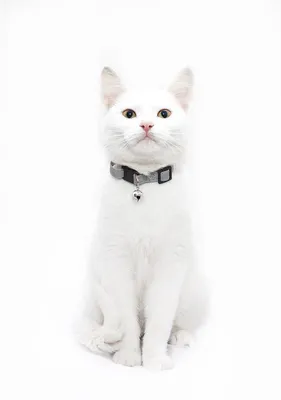 Белый кот | Пикабу