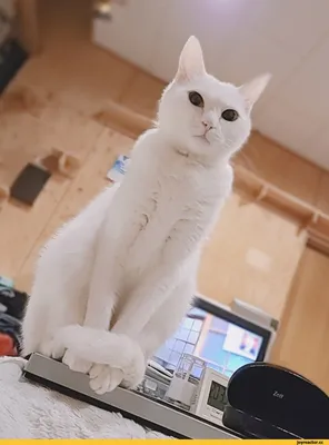 Пушистый ангорский белый кот с …» — создано в Шедевруме