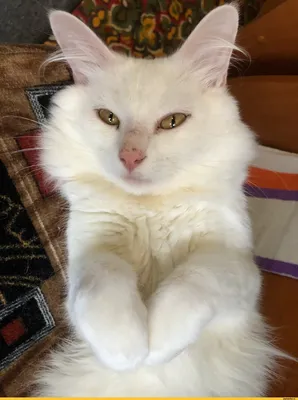 Инстаграм дня: Самый стильный белый кот | theGirl
