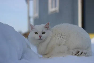 Чёрный кот, белый кот