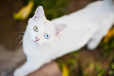 Визуал/Content creator в Instagram: «🐽» | Котенок, Животные, Белый кот
