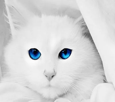 Белый кот , короткий хвост . :: Мила Бовкун – Социальная сеть ФотоКто