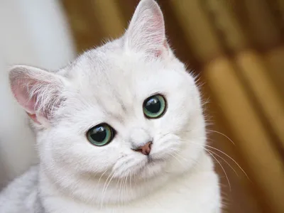 Красивый пушистый белый кот с различными глазами Стоковое Фото -  изображение насчитывающей киска, отечественно: 37442192