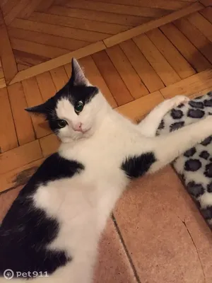 Эти видео сделают ваши выходные. Как толстый белый кот покорил сердца  пользователей соцсетей и стал мемом — Бобруйский новостной портал Bobrlife