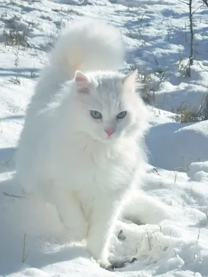 Белый кот с глазами других цветов. Редкий уникальный красивый животное.  Heterochromia Стоковое Фото - изображение насчитывающей стойки, мясоед:  186184468