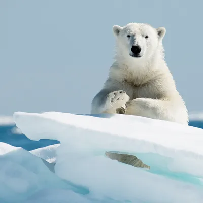 Сегодня международный день полярного медведя