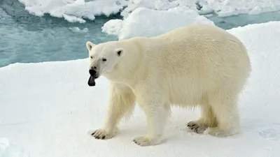 Белый медведь. Большая российская энциклопедия