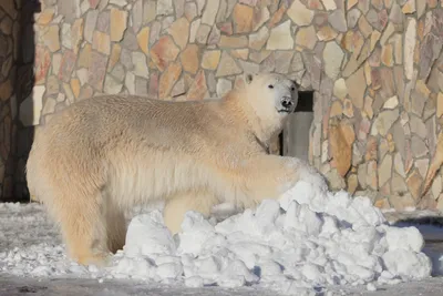 Как белый медведь съел северного оленя – Наука – Коммерсантъ
