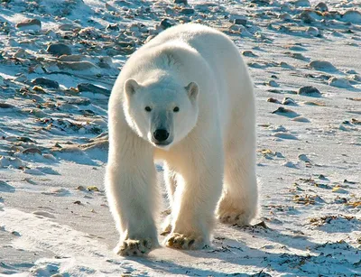 Фигурка животного Veld Co Белый медведь купить по цене 1118 ₽ в  интернет-магазине Детский мир