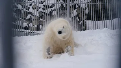 Белые медведи зоопарков России в режиме самоизоляции