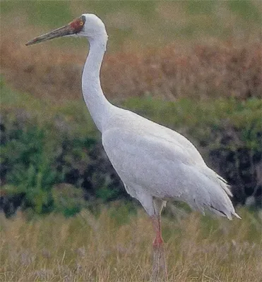 Стерх или журавль белый (лат. Grus leucogeranus)