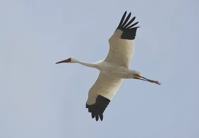 Стерх (Фауна Казахстана) · iNaturalist