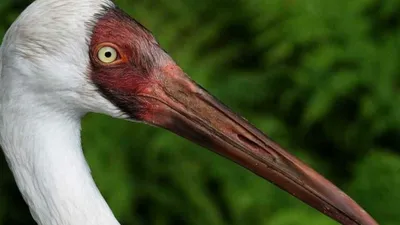 Белый журавль (Grus leucogeranus) — Зоопарк «Лимпопо» г. Нижний Новгород –  Нижегородский зоопарк