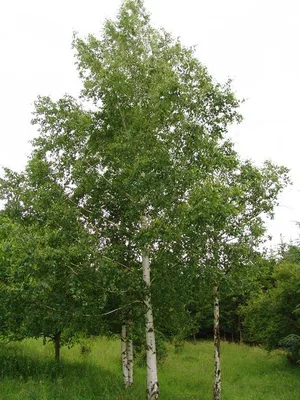 Береза обыкновенная 🌳 по лучшей цене 7500 руб. в Москве - купить саженцы  березы обыкновенной в питомнике «Зеленый Рай»