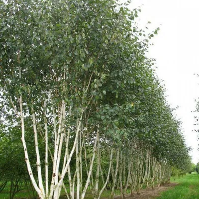 Купить семена Береза карельская по почте 🌲