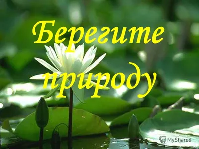 Шоппер “Бережи природу” купить в Киеве с доставкой по Украине в  интернет-магазине оригинальных товаров NU SHO - 2179