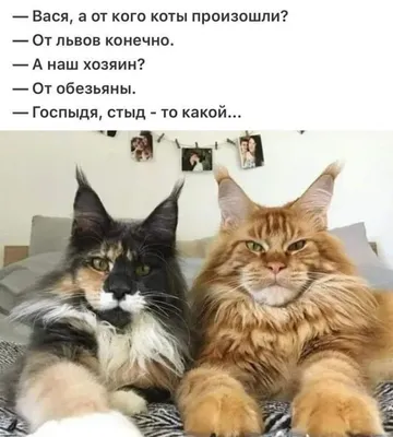 Без кота жизнь не та картинки