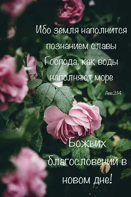 Божьих благословений в новом дне 🙏🌷🕊️☀️ | TikTok