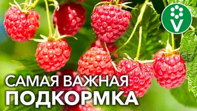 Малина 'Желтый гигант' купить по цене 250,00 руб. руб. в Москве в садовом  центре Южный