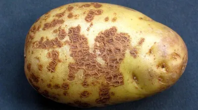 [70+] Болезни картофеля картинки обои