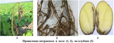 Болезни картофеля - описание и фото - AgroFlora.ru