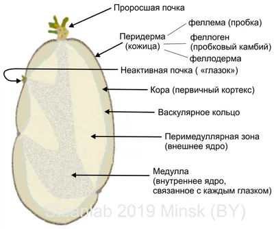 Заметки фитохимика. Картофель. Часть третья. «Бульба Фугу» или СОЛАНИН /  Хабр