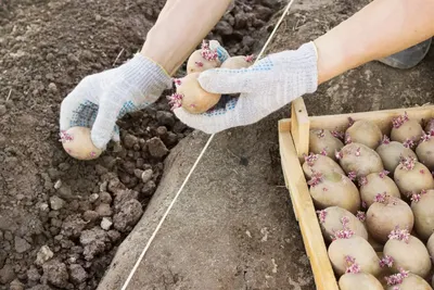 ГлавАгроном - Парша клубней картофеля: виды, симптоматика, меры борьбы