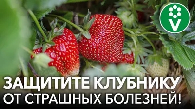 Гель съедобный со вкусом клубники