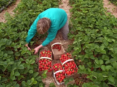 🍓САМЫЕ ОПАСНЫЕ БОЛЕЗНИ КЛУБНИКИ. Диагностика, профилактика и лечение  клубники - YouTube