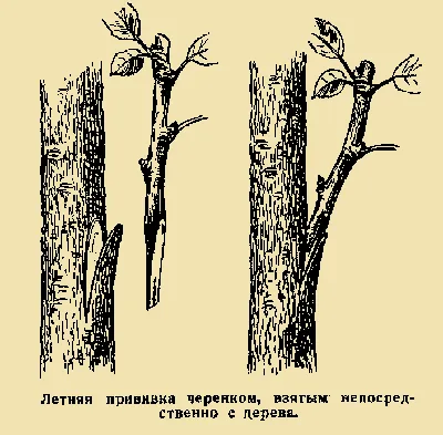 Болезни черешни – фото, описание, лечение | В саду (Огород.ru)