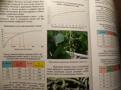 Мозаика на листьях огурцов: лечить растения или подкармливать | Дела  огородные (Огород.ru)