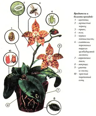 Болезни орхидей в картинках